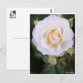 Carte Postale Rosa Edelweiss：Postcard (Devant / Derrière)