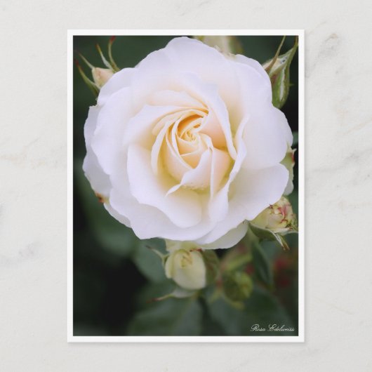 Carte Postale Rosa Edelweiss：Postcard (Devant)