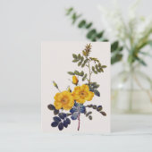 Carte Postale Rosa Eglanteria, P. J. Redoute, roses jaunes sauva (Debout devant)
