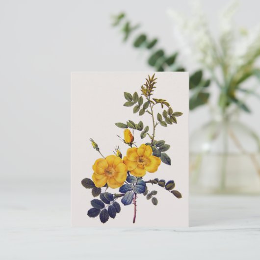 Carte Postale Rosa Eglanteria, P. J. Redoute, roses jaunes sauva (Debout devant)
