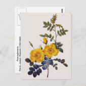 Carte Postale Rosa Eglanteria, P. J. Redoute, roses jaunes sauva (Devant / Derrière)