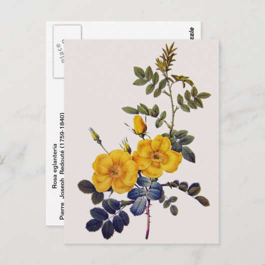 Carte Postale Rosa Eglanteria, P. J. Redoute, roses jaunes sauva (Devant / Derrière)