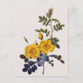 Carte Postale Rosa Eglanteria, P. J. Redoute, roses jaunes sauva (Devant)