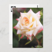 Carte Postale Rosa Elegant Lady (Devant / Derrière)