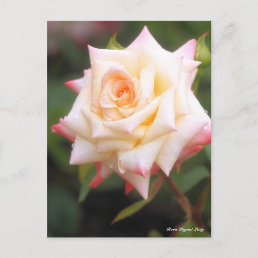 Carte Postale Rosa Elegant Lady (Devant)