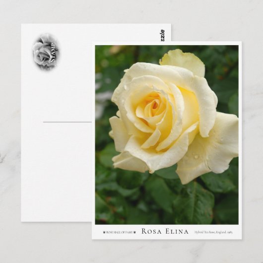 Carte Postale Rosa Elina (Devant / Derrière)