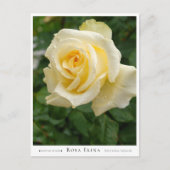 Carte Postale Rosa Elina (Devant)