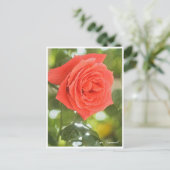 Carte Postale Rosa Emanuel (Debout devant)