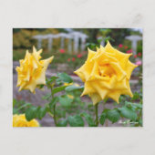 Carte Postale Rosa Emblem (Devant)