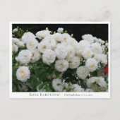 Carte Postale Rosa Fabulous! (Devant)