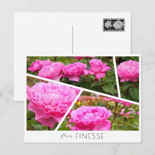 Carte Postale Rosa Finesse (Devant / Derrière)