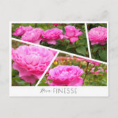 Carte Postale Rosa Finesse (Devant)