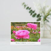 Carte Postale Rosa Finesse (Debout devant)