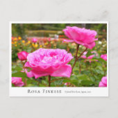 Carte Postale Rosa Finesse (Devant)