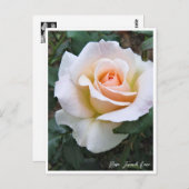 Carte Postale Rosa French Lace (Devant / Derrière)