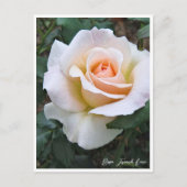 Carte Postale Rosa French Lace (Devant)