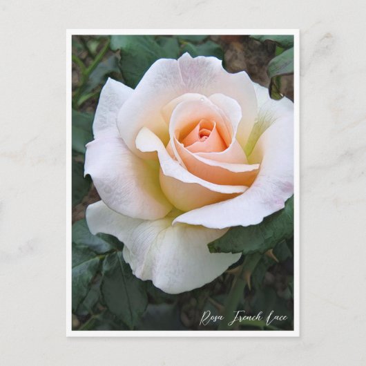 Carte Postale Rosa French Lace (Devant)