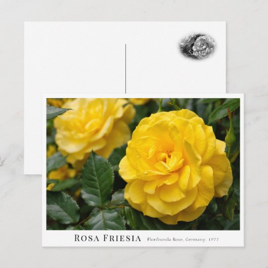 Carte Postale Rosa Friesia (Devant / Derrière)