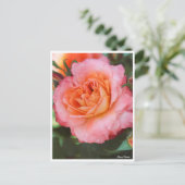 Carte Postale Rosa Fruite (Debout devant)