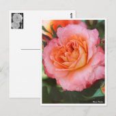 Carte Postale Rosa Fruite (Devant / Derrière)