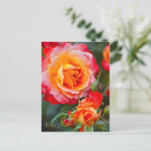 Carte Postale Rosa Fruite [Carte postale] (Debout devant)