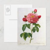 Carte Postale Rosa Gallica Aurelianensis (Devant / Derrière)