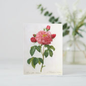 Carte Postale Rosa Gallica Aurelianensis (Debout devant)