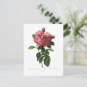 Carte Postale Rosa gallica flore giganteo (Debout devant)