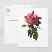Carte Postale Rosa gallica flore giganteo (Devant / Derrière)