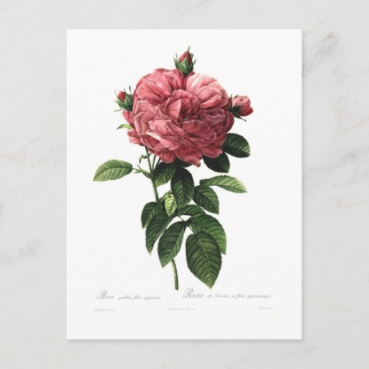 Carte Postale Rosa gallica flore giganteo (Devant)
