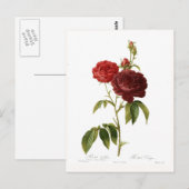 Carte Postale Rosa gallica purpuro-violacée magna (Devant / Derrière)