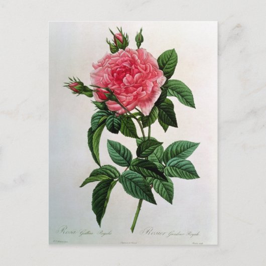 Carte Postale Rosa Gallica Regallis (Devant)