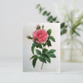 Carte Postale Rosa Gallica Regallis (Debout devant)
