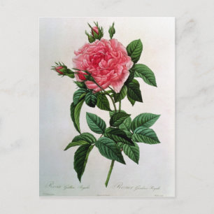 Carte Postale Rosa Gallica Regallis