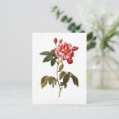 Carte Postale Rosa gallica versicolor (Debout devant)