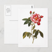 Carte Postale Rosa gallica versicolor (Devant / Derrière)