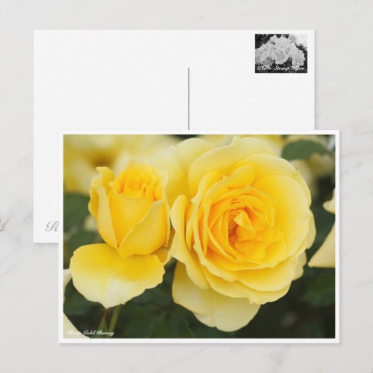 Carte Postale Rosa Gold Bunny (Devant / Derrière)