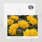 Carte Postale Rosa Goldmarie '84 (Devant / Derrière)