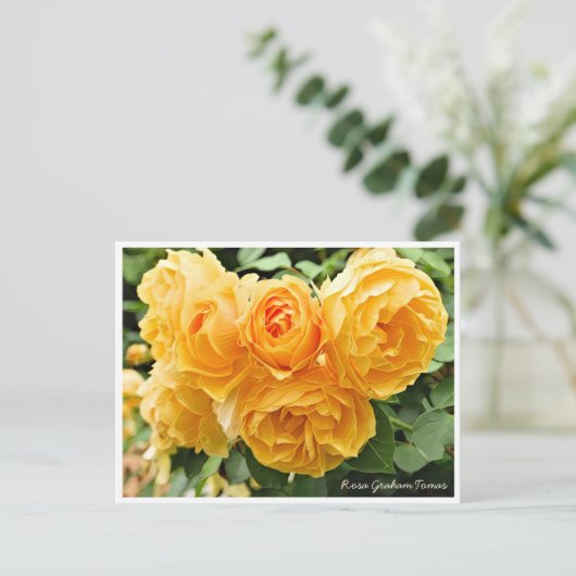 Carte Postale Rosa Graham Tomas (Debout devant)