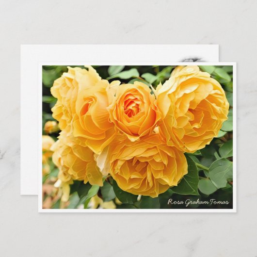 Carte Postale Rosa Graham Tomas (Devant / Derrière)