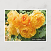 Carte Postale Rosa Graham Tomas (Devant)