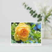 Carte Postale Rosa Graham Tomas (Debout devant)