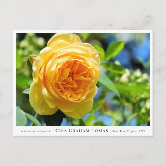 Carte Postale Rosa Graham Tomas (Devant)