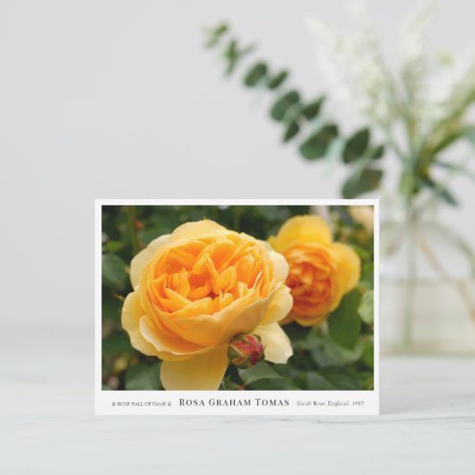 Carte Postale Rosa Graham Tomas (Debout devant)