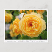 Carte Postale Rosa Graham Tomas (Devant)