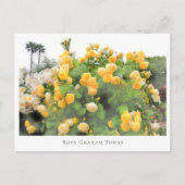 Carte Postale Rosa Graham Tomas (Devant)