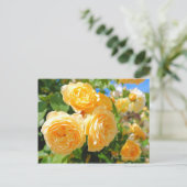 Carte Postale Rosa Graham Tomas [Carte postale] (Debout devant)