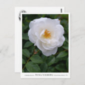 Carte Postale Rosa Iceberg (Devant / Derrière)