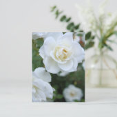 Carte Postale Rosa Iceberg [Carte postale] (Debout devant)