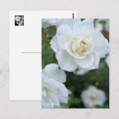 Carte Postale Rosa Iceberg [Carte postale] (Devant / Derrière)